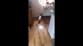 Cat struggles to jump after anesthesia in Iasi, Romania