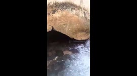 Snake wrangled catch 20ft anaconda near hotel bathing area in Brazil
