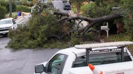 US, Los Angeles: Santa Clarita Large Oak Tree Falls Amid Storm