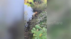 Dog walker wades into river to rescue stuck Labrador