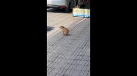 Passing motorbike engine roar speeds up puppy's pooping process