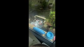 Stray cats humanely captured for sterilization in Fujian, China