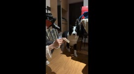 Border Collie panics and flees after seeing a lit match in China