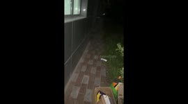 Shiba Inu startled by protective mother cat during night walk in Beijing, China