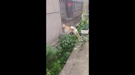 Dog rescued after getting stuck in Zhejiang, China