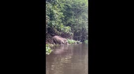 Baby elephant fends off crocodile in Sandakan, Malaysia