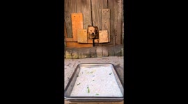 Hungry puppies squeeze through door to eat in Guangxi, China