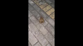 Unexpected frog attack startles woman in Anhui, China