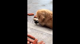 Dog accidentally lies on baby chick in Sichuan, China