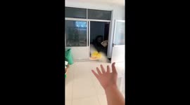 Lovebird accidentally hits glass door while flying indoors in Shandong, China