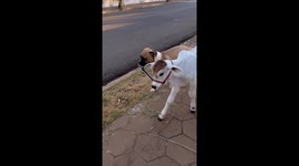 Dog leads a calf on a leash in Brazil
