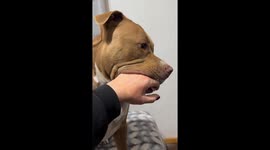 Dog playfully reacts to flip-flop in Cordoba, Argentina