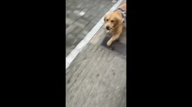 Golden retriever offers crab to owner in Jiangsu, China