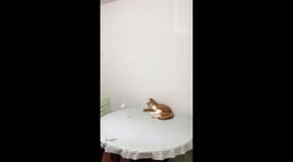 Cat playfully joins a ping-pong game in Anhui, China