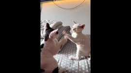 Two Devon Rex cats engage in a playful scuffle in Liaoning, China