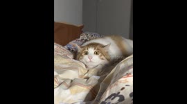 Domestic Longhair cat shows funny wide-eyed expression in Shanghai, China
