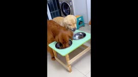 Golden retriever sulks over food during dinner time in Henan, China