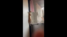 Cat stands and clings to the door to watch outside