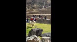 Dog Plays With Llamas In Peru