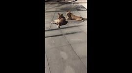 Stray dogs chase playful singer in Shandong, China