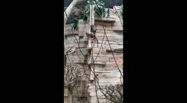 I was at the zoo and saw this monkey climbing the rope like it was nothing haha