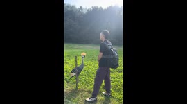 Grey Crowned Crane playfully interacts with man in Liaoning, China
