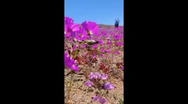 Rare “flowering desert” phenomenon blankets with vibrant blooms in Totoral, Atacama, Chile