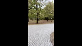 Feeding a Hungry Peacock