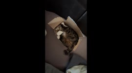 Cat Squeezed Into Tiny Cardboard Box