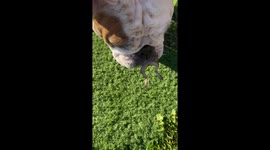Bulldog doesn't Want to Give Up Frog
