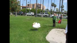 Taunted Swan Finally Snaps