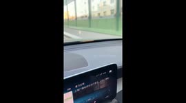 Ferret hitches an unexpected ride on a moving car in Shanghai, China