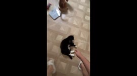 Cats enjoy playful interactions with their owner in Liaoning, China