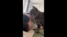 Adorable cat wakes up its owner in Beijing, China