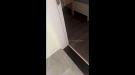 Cat's adorable reaction caught on video in Shaanxi, China