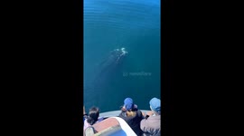 Tourists witness a close encounter with a humpback whale in Morro Bay, California, USA