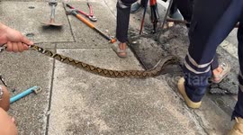 Hapless 20ft python stuck in drain cover is rescued in Thailand