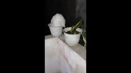 Adorable Surprise! White Cat Mistaken for Flower Found Napping in a Pot