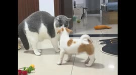 Scottish Fold cat swats Jack Russell puppy during playful scuffle in Zhejiang, China