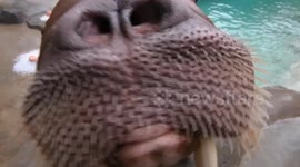 Walruses enjoy spooky seafood jack-o-lanterns in Tacoma, Washington, USA
