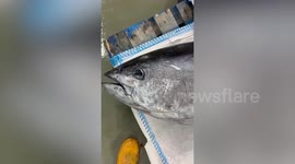 Bluefin tuna weighting 210kg sold for more than £2,000
