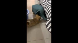 Tiny kitten tricks playful puppy in Jiangsu, China