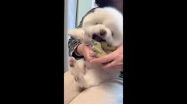 Adorable dog gets feisty during nail clipping in Hebei, China