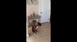 Dogs hilariously react to spooky Halloween decorations in Florida, USA