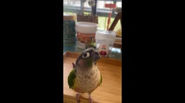 Parrot mimics its owner and shakes hands during adorable training session