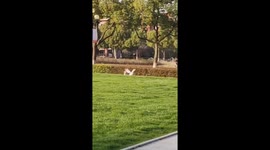 Amusing moment stray dog chases geese around park