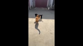 Puppy teases cat before being chased off