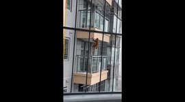 Monkey climbs high rise condo in China as shocked residents watch