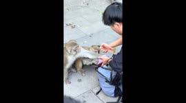Monkeys enjoy tucking into fresh dragon fruit from tourists