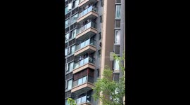 Residents cheer monkey as it climbs down apartment block drain pipe